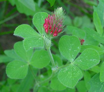 Trifolium incarnatum - Inkarnat-Klee