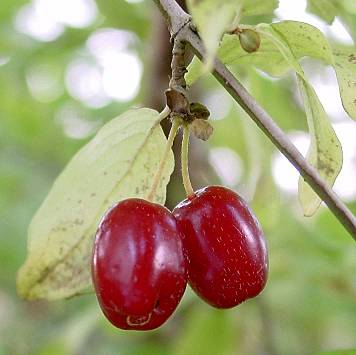 Cornus mas - Kornelkirsche