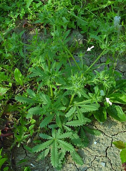 Potentilla recta - Aufrechtes Fingerkraut