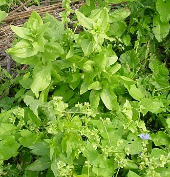 Cichorium endivia - Endivie