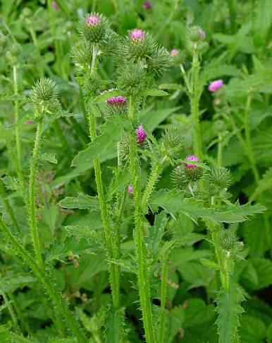 Carduus crispus - Krause Distel