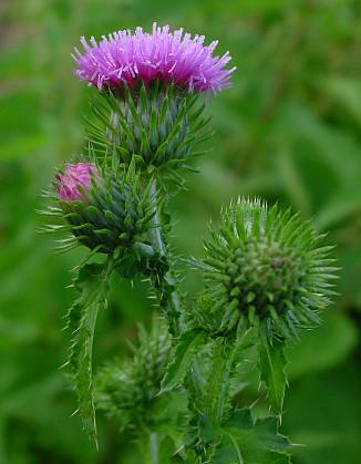 Carduus crispus - Krause Distel