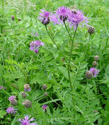 Centaurea scabiosa - Skabiosen-Flockenblume