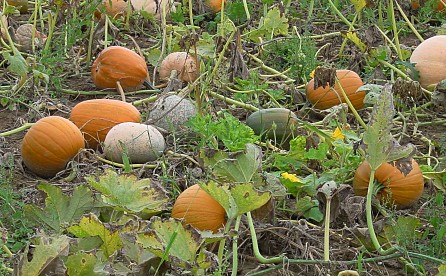 Cucurbita pepo - Gartenkürbis