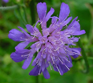 Knautia dipsacifolia - Wald-Witwenblume