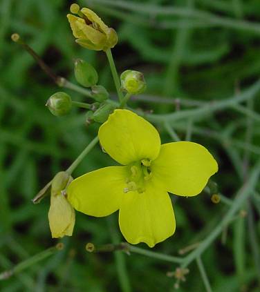 Diplotaxis tenuifolia - Schmalblättriger Doppelsame - 