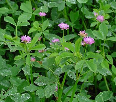 Trifolium resupinatum - Persischer Klee