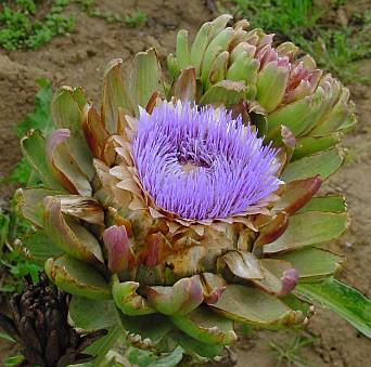 Cynara scolymus - Gemüse-Artischocke