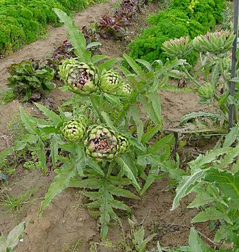 Cynara scolymus - Gemüse-Artischocke