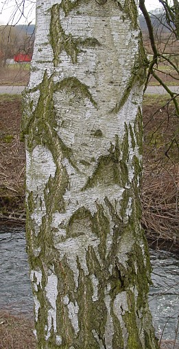 Hänge-Birke - Betula pendula