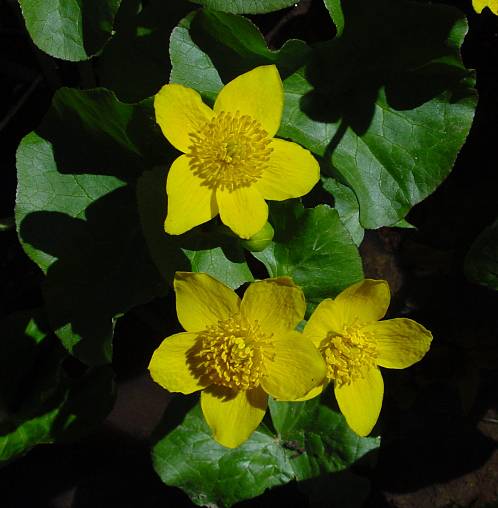 Sumpf-Dotterblume - Caltha palustris