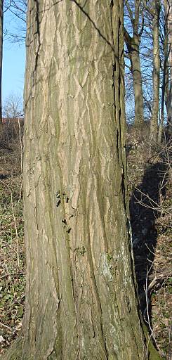 Hainbuche - Carpinus betulus