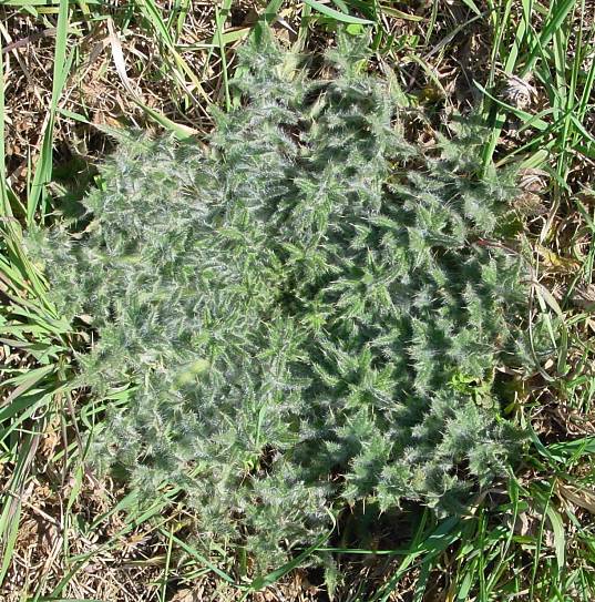 Cirsium vulgare - Gemeine Kratzdistel - bull thistle