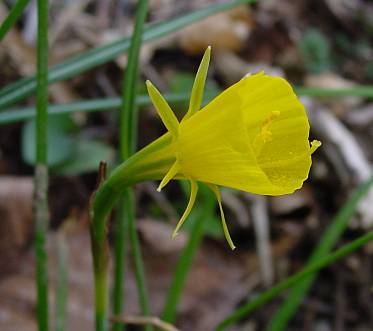 Reifrock-Narzisse - Narcissus bulbocodium