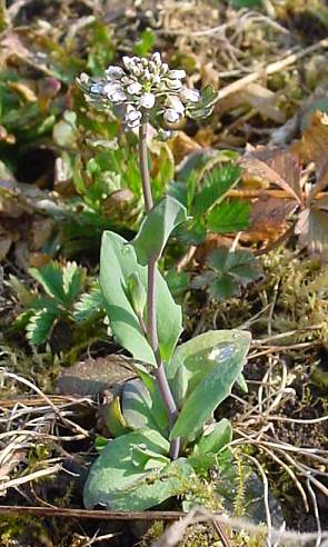 Stängelumfassendes Hellerkraut - Thlaspi perfoliatum