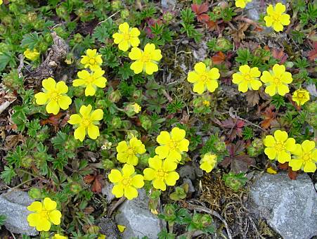 Frühlings-Fingerkraut - Potentilla tabernaemontani