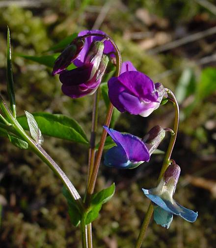 Frühlings-Platterbse - Lathyrus vernus