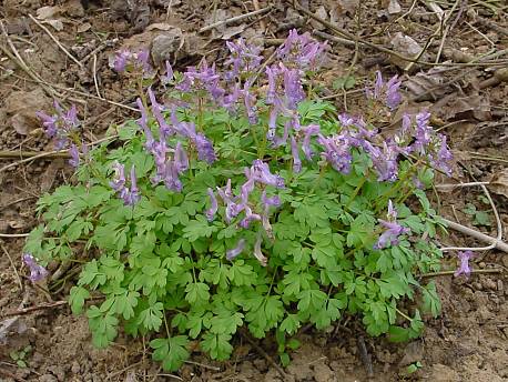 Finger-Lerchensporn - Corydalis solida