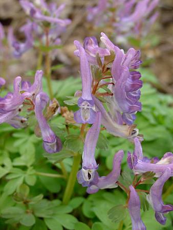 Finger-Lerchensporn - Corydalis solida