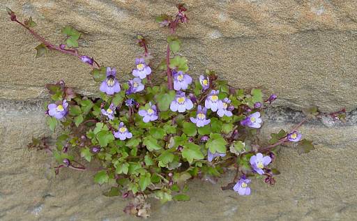 Mauer-Zimbelkraut - Cymbalaria muralis