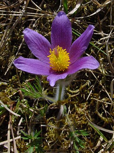 Küchenschelle - Pulsatilla vulgaris