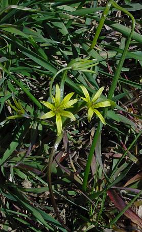 Acker-Gelbstern - Gagea villosa