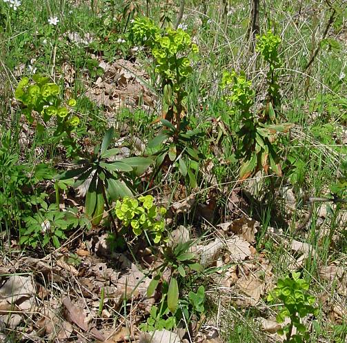 Mandelblättrige Wolfsmilch - Euphorbia amygdaloides