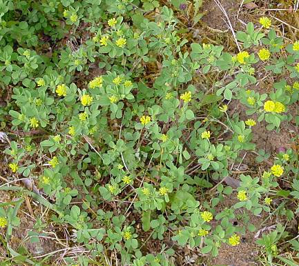 Hopfenklee - Medicago lupulina