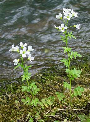 Bitteres Schaumkraut - Cardamine amara