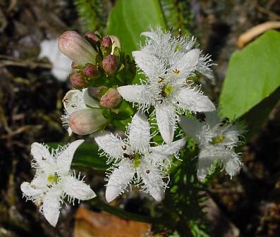 Fieberklee - Menyanthes trifoliata