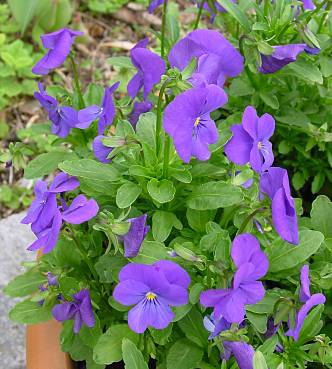 Hornveilchen - Viola cornuta spec.