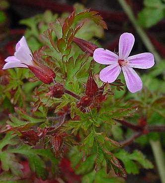 Stinkender Storchschnabel - Geranium robertianum