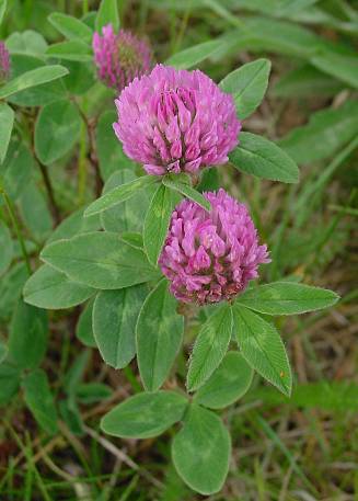 Rot-Klee - Trifolium pratense