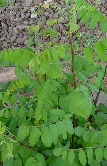 Robinie - Robinia pseudoacacia