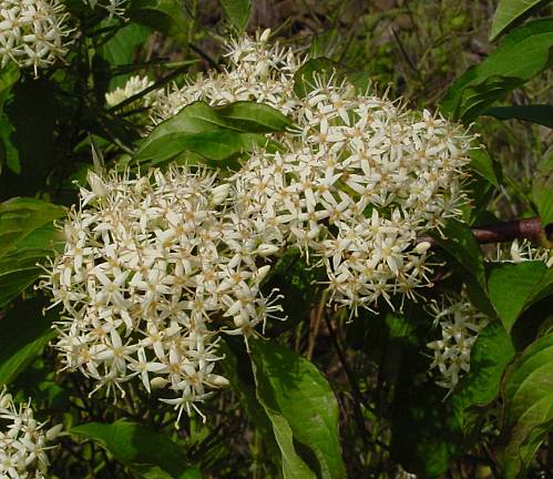 Blutroter Hartriegel - Cornus sanguinea