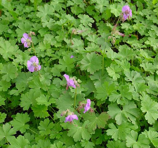 Dalmatischer Storchschnabel - Geranium dalmaticum