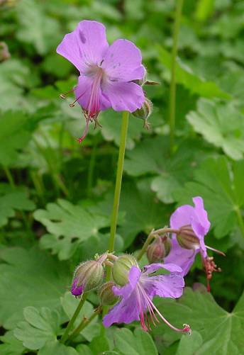 Dalmatischer Storchschnabel - Geranium dalmaticum