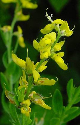 Deutscher Ginster - Genista germanica