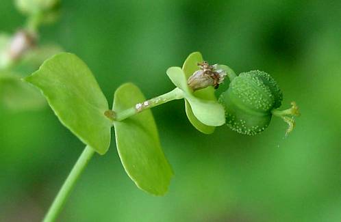 Süße Wolfsmilch - Euphorbia dulcis