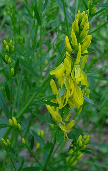 Färber-Ginster - Genista tinctoria