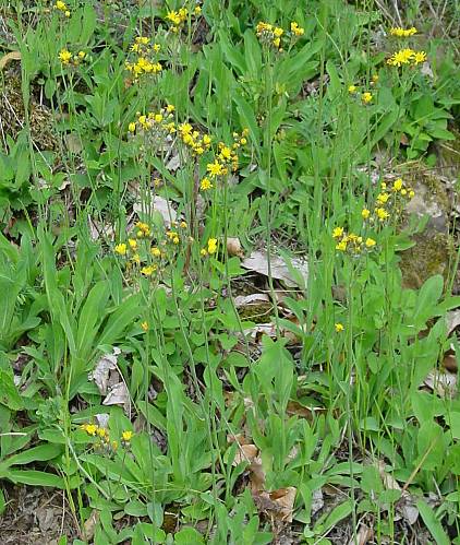 Florentiner Habichtskraut - Hieracium piloselloides