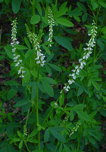 Weißer Steinklee - Melilotus albus