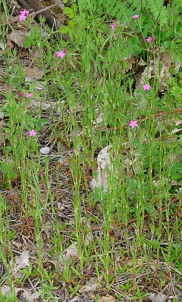 Rauhe Nelke - Dianthus armeria