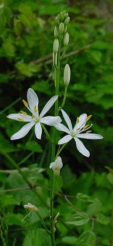 Ästige Graslilie - Anthericum ramosum