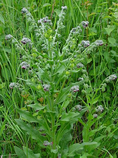 Echte Hundszunge - Cynoglossum officinale