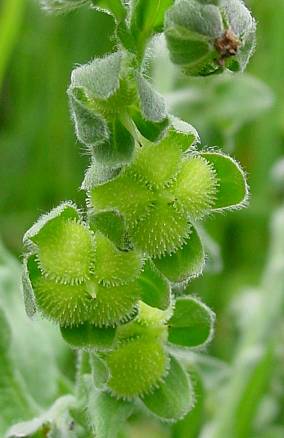 Echte Hundszunge - Cynoglossum officinale