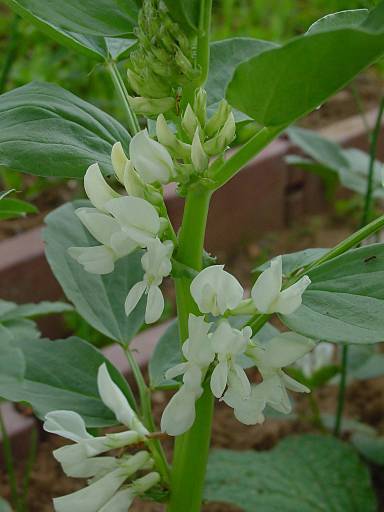 Acker-Bohne - Vicia faba