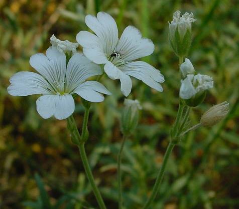 Acker-Hornkraut - Cerastium arvense