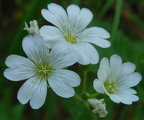 Acker-Hornkraut - Cerastium arvense