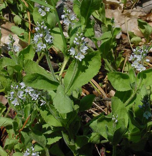 Wald-Ehrenpreis - Veronica officinalis